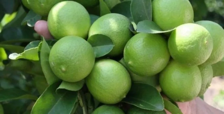 En México, el limón es identidad, tradición y sabor. Descubre por qué le ponemos limón prácticamente a todo, qué dicen los especialistas sobre esta costumbre y cómo esta práctica refleja la forma en que los mexicanos vivimos.