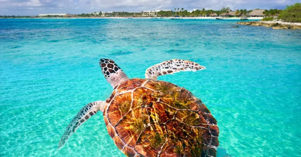 Descubre Akumal, un rincón especial de la Riviera Maya donde las aguas turquesas, la naturaleza y la posibilidad de nadar con tortugas marinas se unen para ofrecerte una experiencia inolvidable. Conoce qué hacer y otros planes alrededor de este destino mágico.