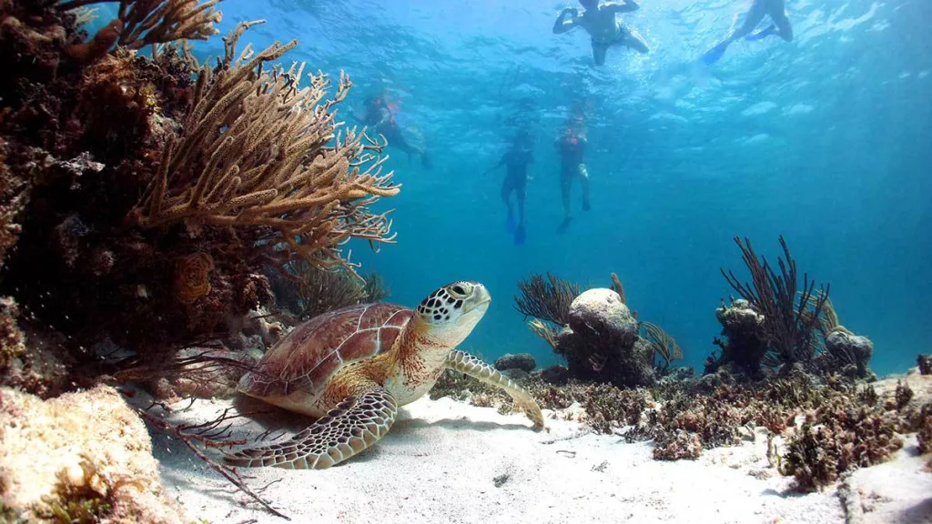Descubre Akumal, un rincón especial de la Riviera Maya donde las aguas turquesas, la naturaleza y la posibilidad de nadar con tortugas marinas se unen para ofrecerte una experiencia inolvidable. Conoce qué hacer y otros planes alrededor de este destino mágico.