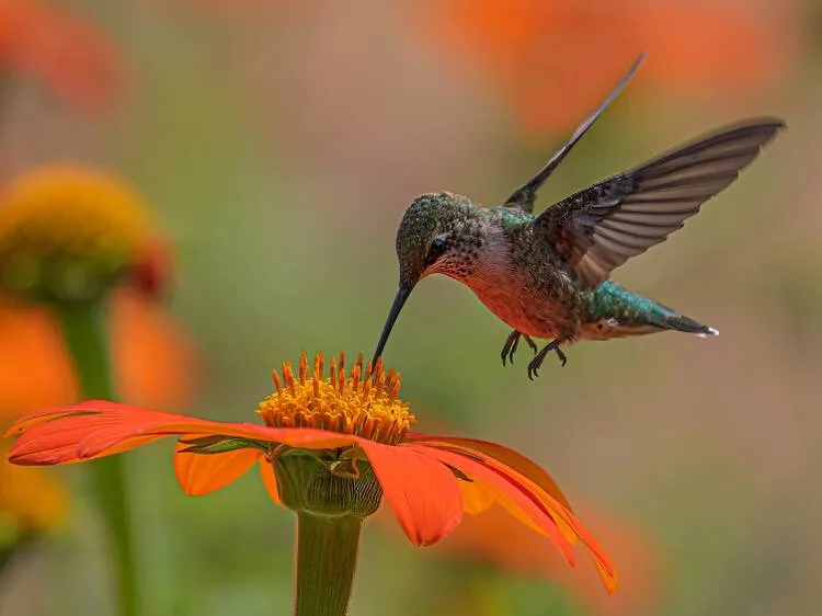 El Bosque de Chapultepec recibe una nueva y fascinante exposición dedicada a los colibríes, aves profundamente simbólicas en la cultura mexicana. Descubre de qué trata, por qué es importante y cómo visitarla para conectar con la naturaleza.