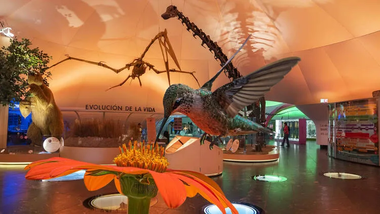 El Bosque de Chapultepec recibe una nueva y fascinante exposición dedicada a los colibríes, aves profundamente simbólicas en la cultura mexicana. Descubre de qué trata, por qué es importante y cómo visitarla para conectar con la naturaleza.