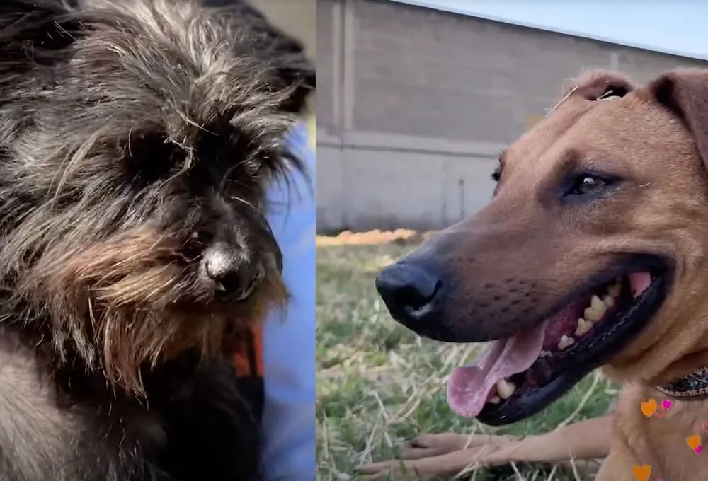 Caninos entregan carta a Reyes Magos en 2026