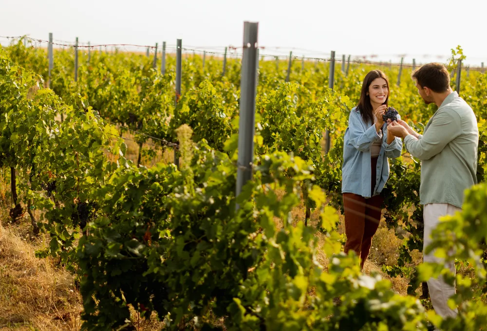 Pareja en viñedos