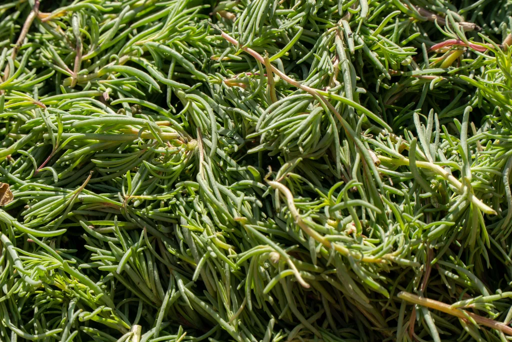 Los romeritos son un platillo tradicional de Navidad en México y una planta llena de beneficios para la salud. Descubre sus propiedades curativas y porque debes incluirlos en tu alimentación ya que pueden ayudarte más de lo que imaginas.