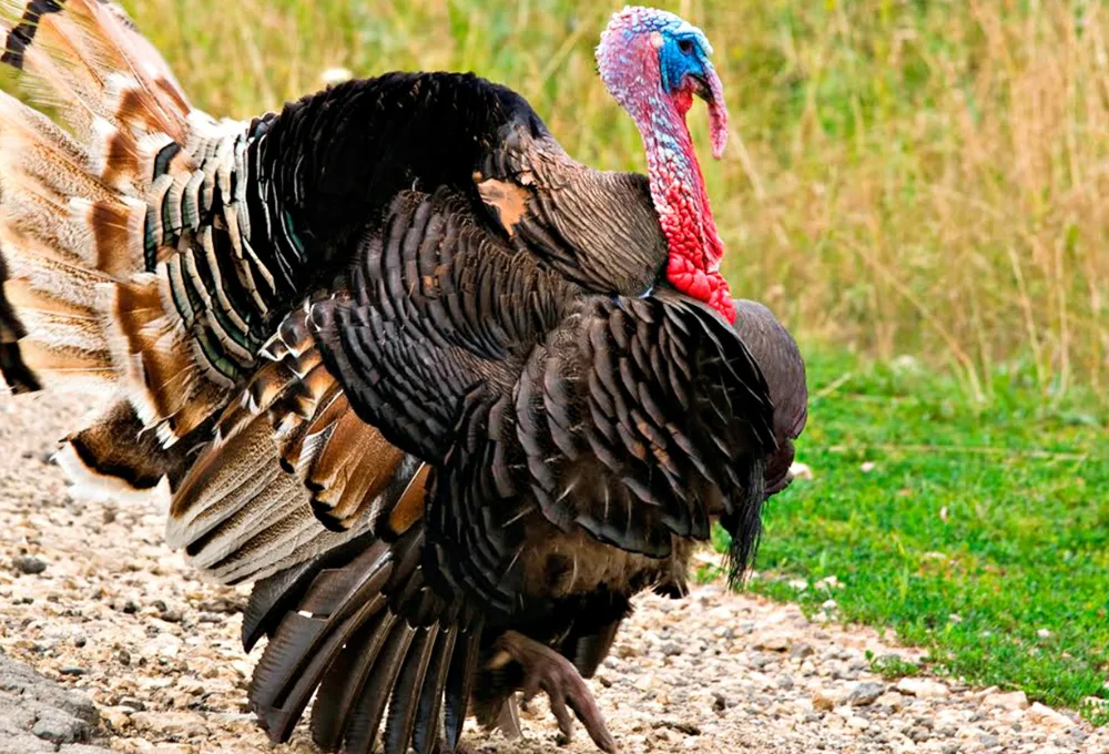 El guajolote, conocido en náhuatl como "hueyolote" o "pavo grande"