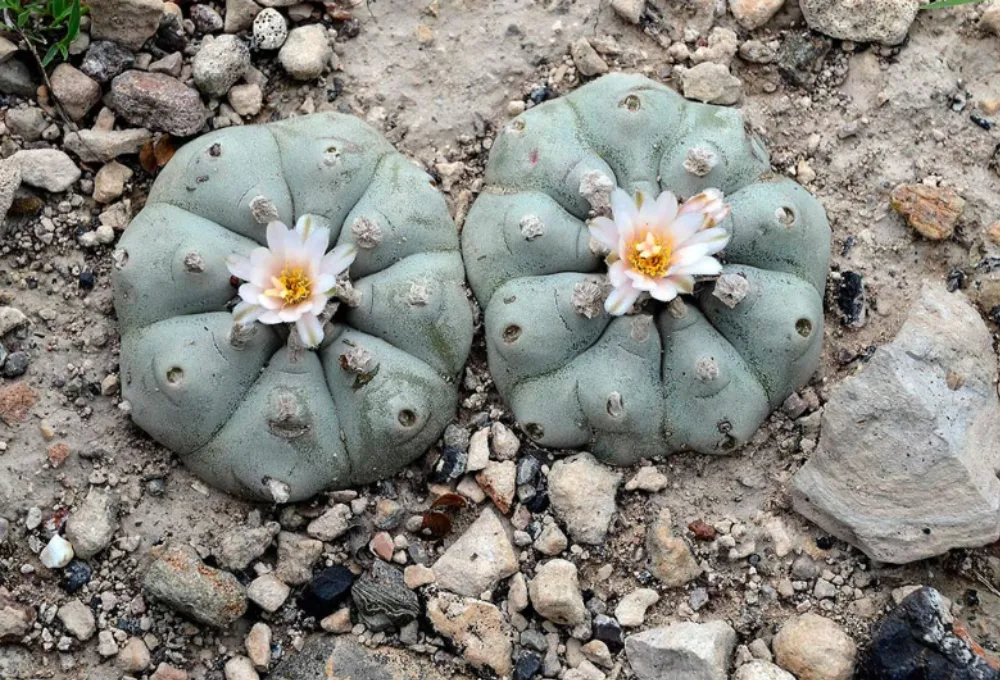 Real de Catorce. Peyote