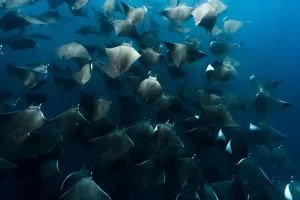 Descubre el destino donde cada año miles de rayas mobulas migran y realizan espectáculos acuáticos únicos. Aprende cuándo ocurre, por qué sucede y cómo vivir esta experiencia natural desde cerca.