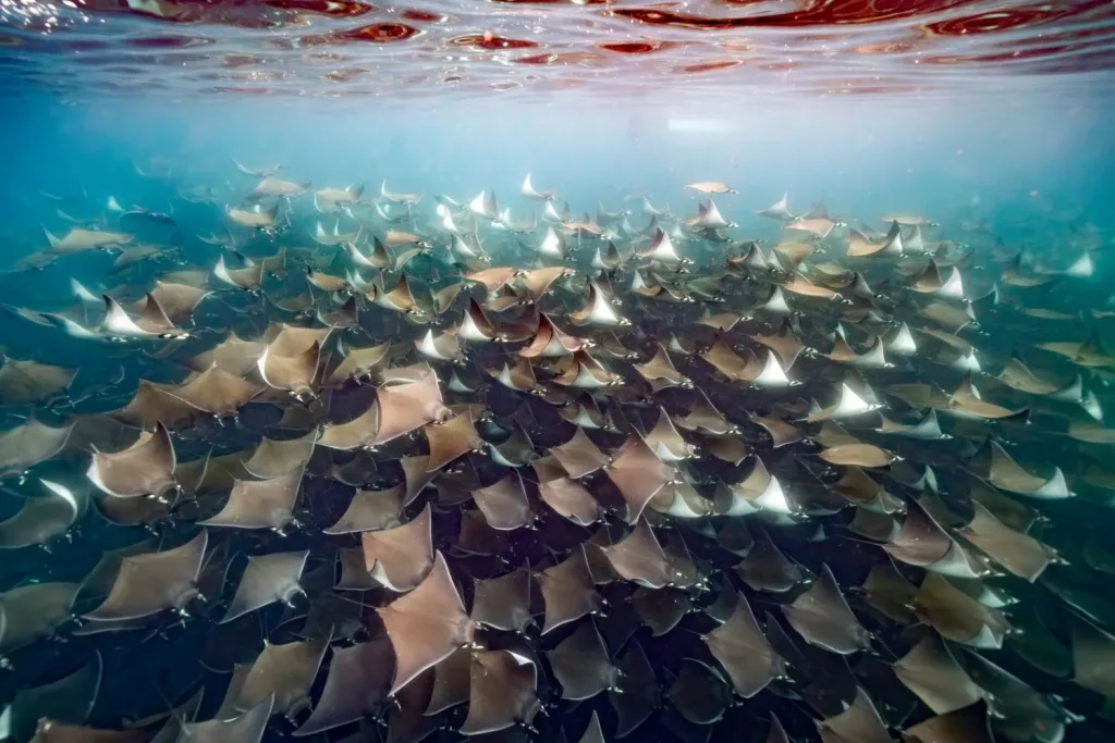 Descubre el destino donde cada año miles de rayas mobulas migran y realizan espectáculos acuáticos únicos. Aprende cuándo ocurre, por qué sucede y cómo vivir esta experiencia natural desde cerca.