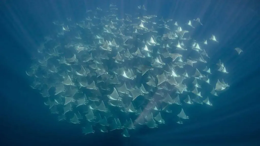 Descubre el destino donde cada año miles de rayas mobulas migran y realizan espectáculos acuáticos únicos. Aprende cuándo ocurre, por qué sucede y cómo vivir esta experiencia natural desde cerca.