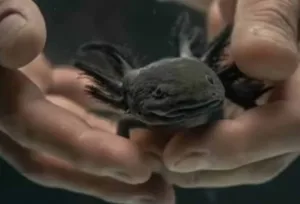 Ajolote del Altiplano reaparece en Querétaro