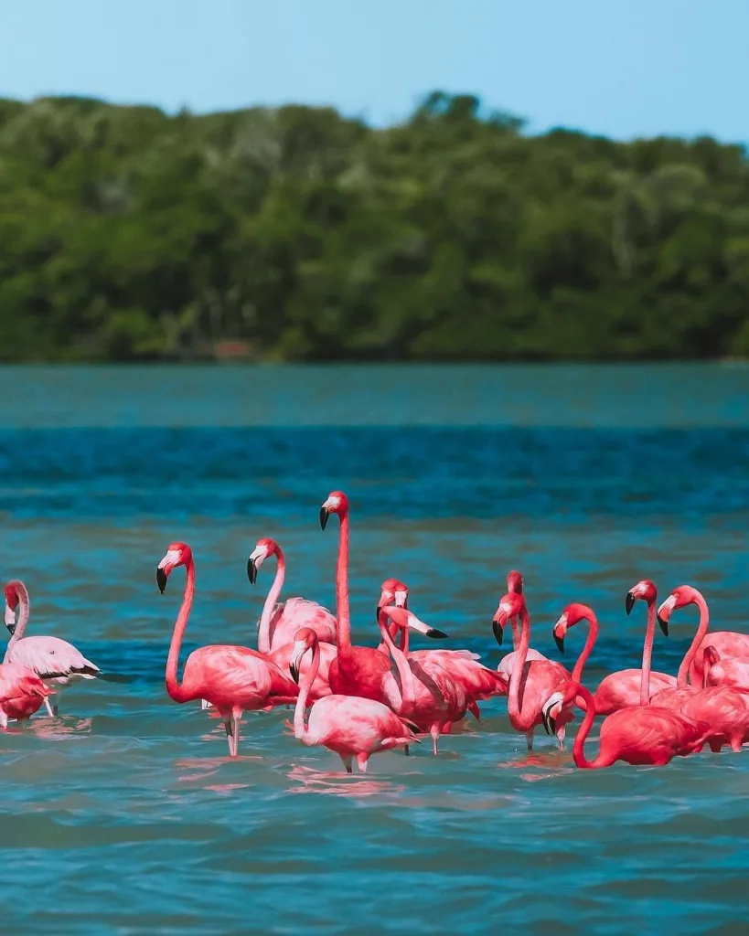 Entre manglares infinitos, aguas tranquilas y el vuelo rosa de los flamencos, Isla Arena es uno de los secretos mejor guardados de Campeche. Este destino poco conocido ofrece naturaleza en estado puro, calma absoluta y una experiencia que ayuda a reconectar contigo, reducir el estrés y redescubrir el placer de viajar sin prisas.