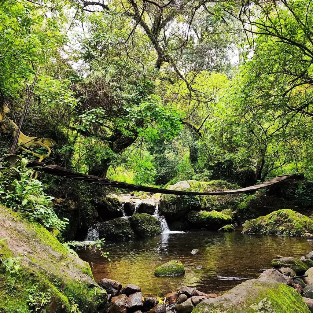 Entre montañas, misticismo y senderos rodeados de naturaleza, Amatlán de Quetzalcóatl, guarda un bosque poco conocido que se ha convertido en el escape perfecto para quienes buscan reconectar, respirar aire puro y descubrir uno de los rincones más espirituales de Morelos.