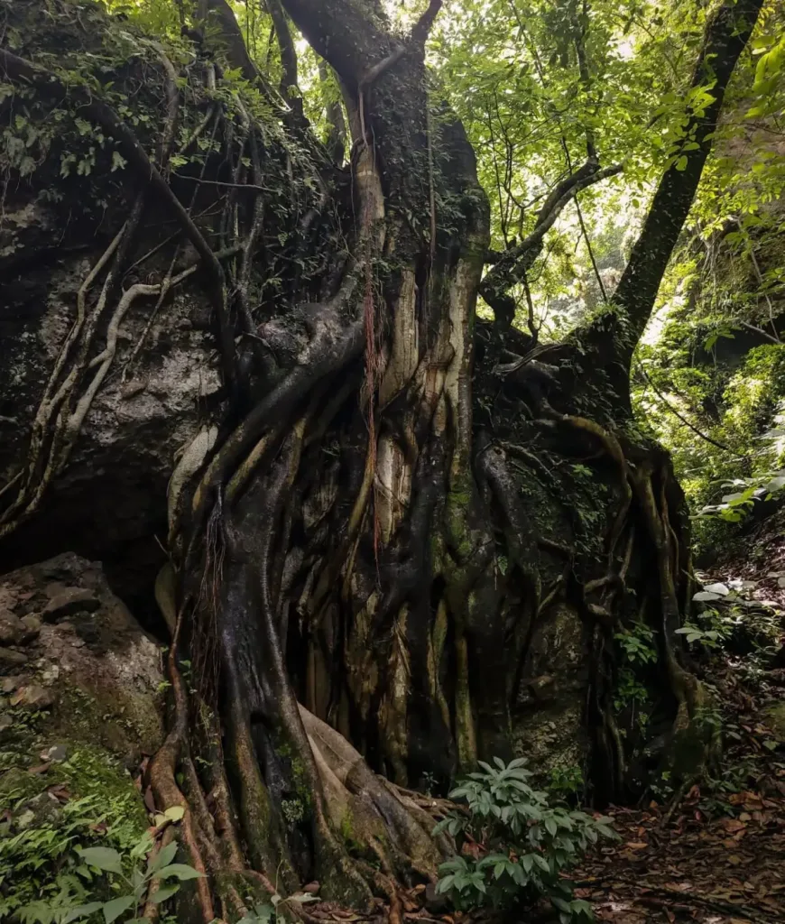 Entre montañas, misticismo y senderos rodeados de naturaleza, Amatlán de Quetzalcóatl, guarda un bosque poco conocido que se ha convertido en el escape perfecto para quienes buscan reconectar, respirar aire puro y descubrir uno de los rincones más espirituales de Morelos.