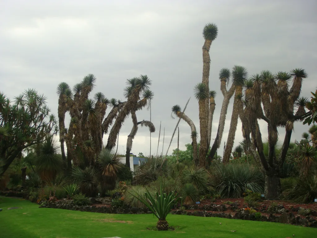 Descubre por qué el Jardín Botánico de la UNAM se convierte en un plan ideal para el 14 de febrero, en CDMX, con una ruta sensorial para explorar plantas, aromas y naturaleza urbana.