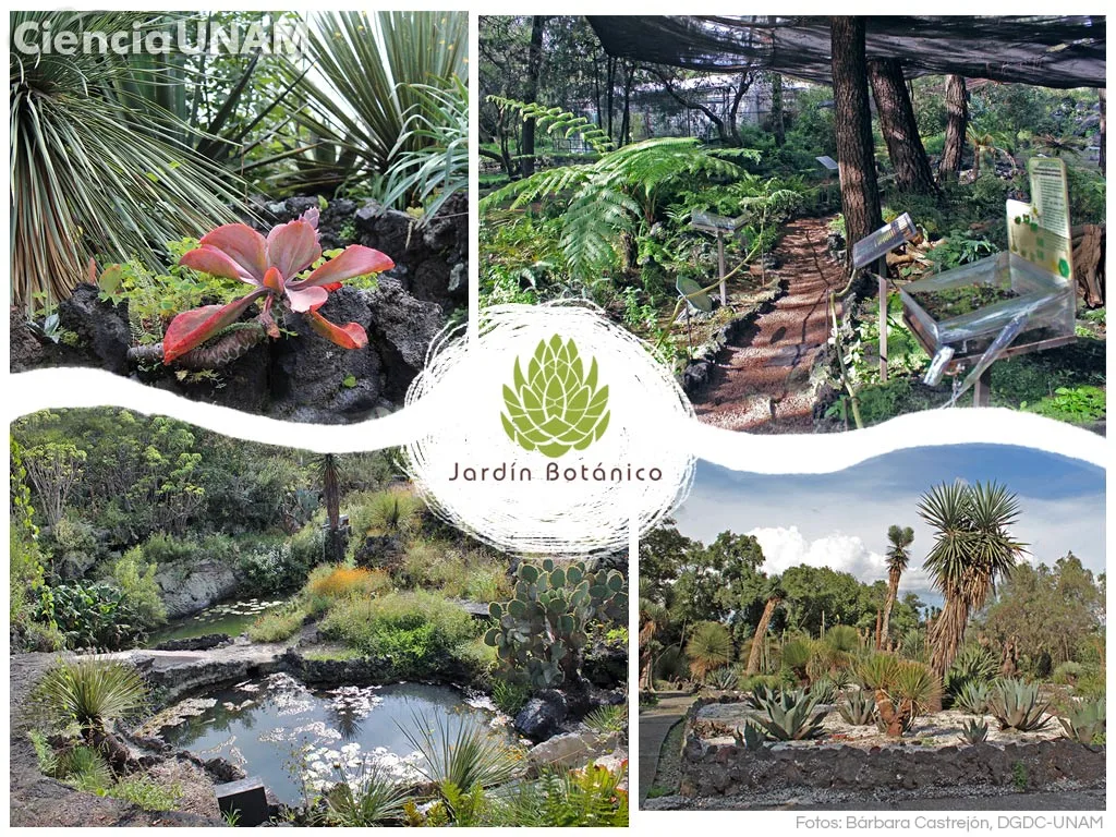Descubre por qué el Jardín Botánico de la UNAM se convierte en un plan ideal para el 14 de febrero, en CDMX, con una ruta sensorial para explorar plantas, aromas y naturaleza urbana.