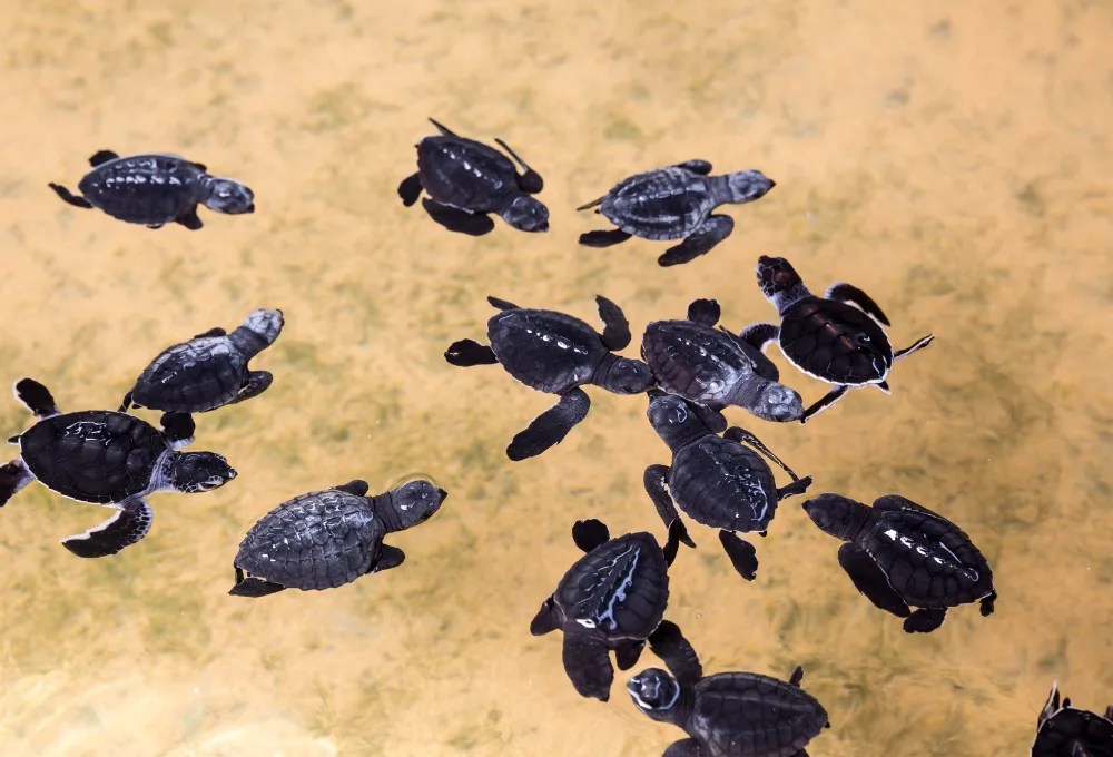 Protección de la tortuga marina