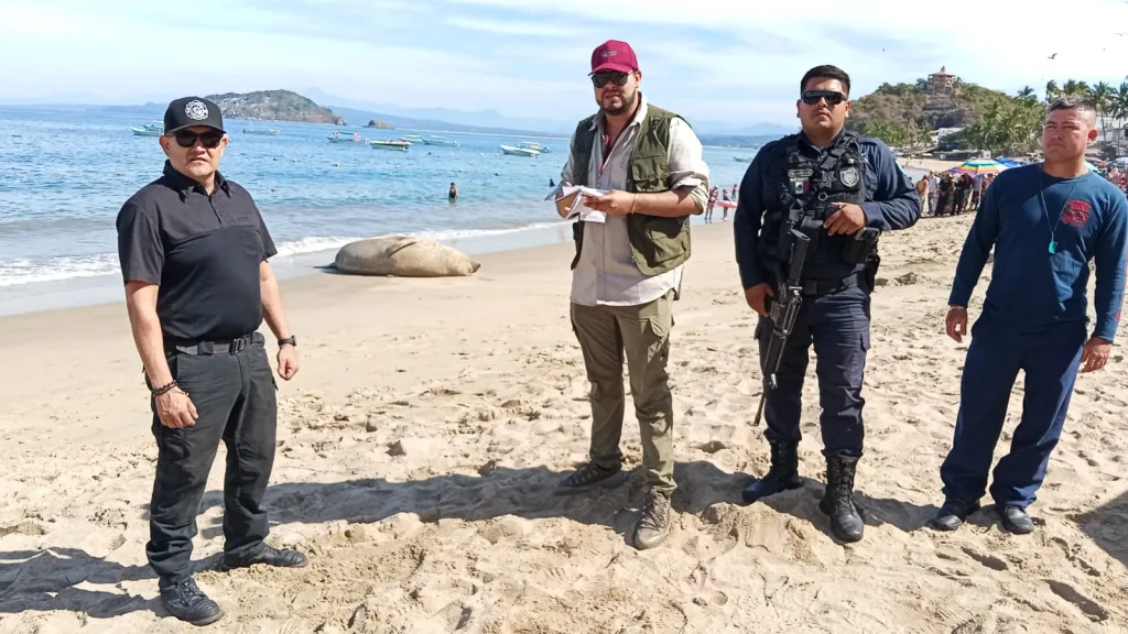 Un elefante marino fue visto descansando en Nayarit, sorprendiendo a turistas y residentes. Conoce por qué esta especie aparece en costas poco comunes, cómo actuaron las autoridades y qué debes saber sobre estos encuentros naturales.