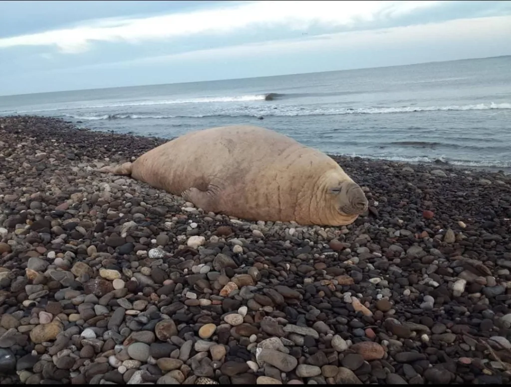 Un elefante marino fue visto descansando en Nayarit, sorprendiendo a turistas y residentes. Conoce por qué esta especie aparece en costas poco comunes, cómo actuaron las autoridades y qué debes saber sobre estos encuentros naturales.