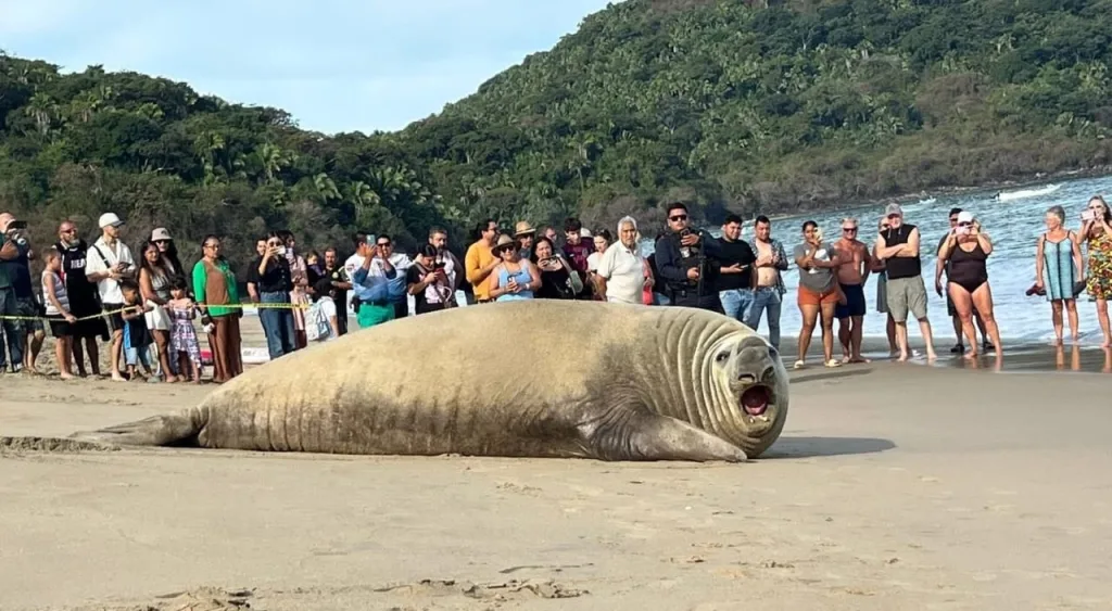 Un elefante marino fue visto descansando en Nayarit, sorprendiendo a turistas y residentes. Conoce por qué esta especie aparece en costas poco comunes, cómo actuaron las autoridades y qué debes saber sobre estos encuentros naturales.