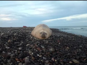 Un elefante marino fue visto descansando en Nayarit, sorprendiendo a turistas y residentes. Conoce por qué esta especie aparece en costas poco comunes, cómo actuaron las autoridades y qué debes saber sobre estos encuentros naturales.