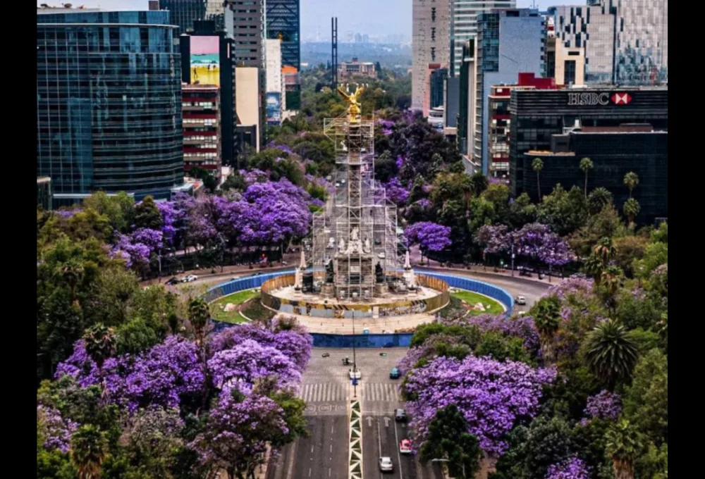 Jacarandas de la CDMX.