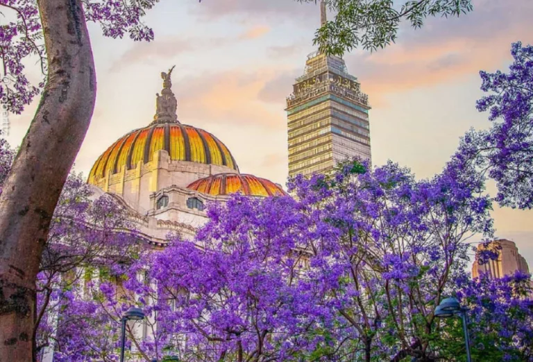 Jacarandas en la CDMX: El legado de un jardinero japonés que transformó el horizonte de la capital¿Sabías que las jacarandas no son mexicanas?