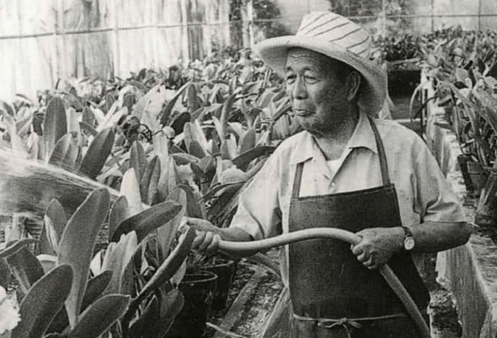 Tatsugoro Matsumoto, el jardinero imperial. Jacarandas