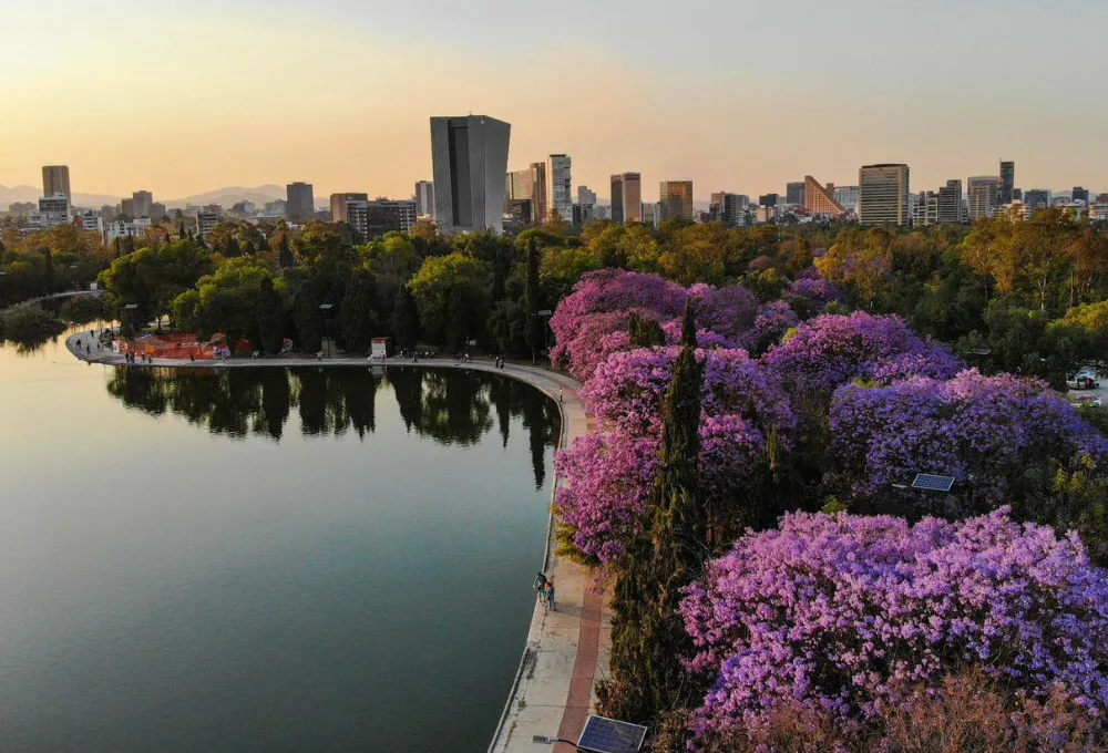 Jacarandas. ¿Por qué florecen antes de la primavera?