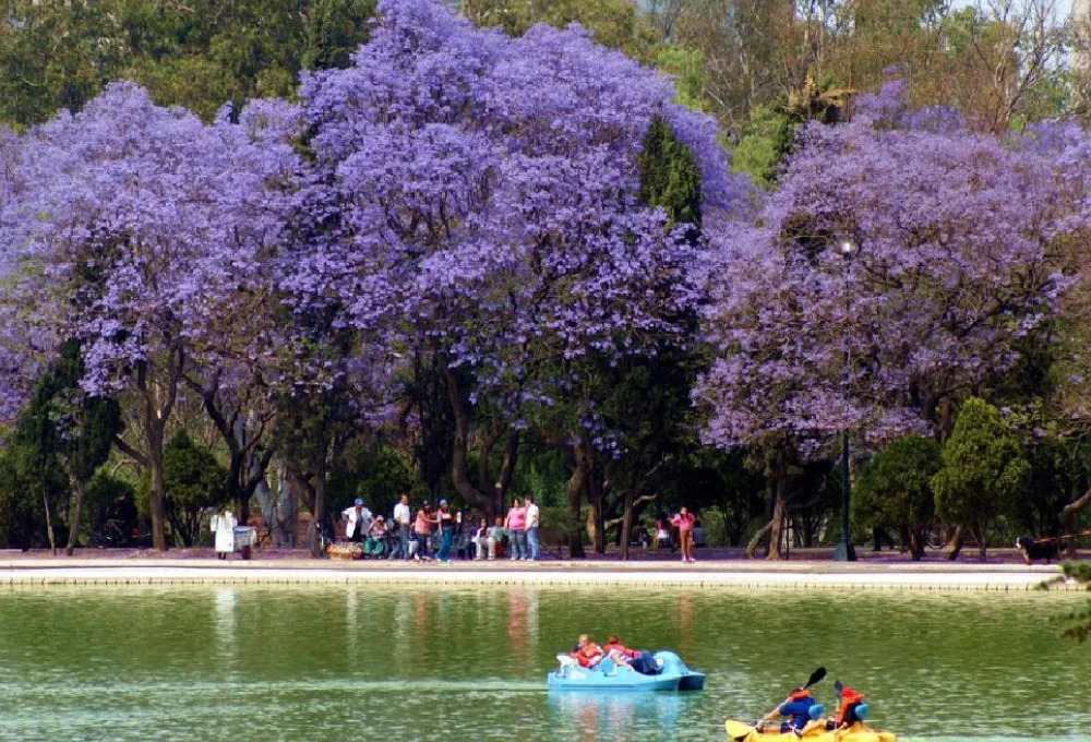 Jacarandas. Lago de Chapultepec. CDMX