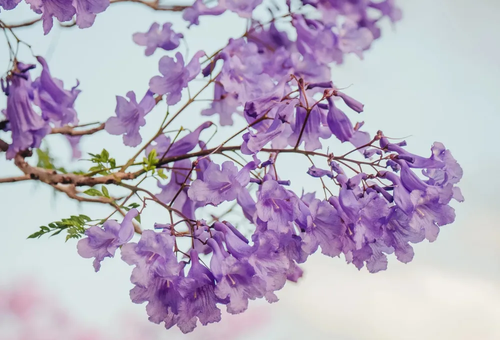 Jacarandas. El origen sudamericano de un sueño chilango