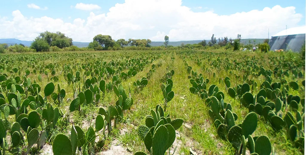 Descubre por qué el nopal es alimento, símbolo nacional y emblema de nuestro país. Conoce su historia, valor cultural, importancia nutricional y significado en la identidad mexicana. ¿Es de tus comidas favoritas?