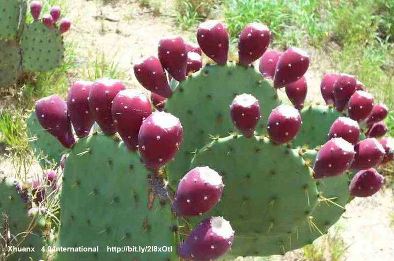 Descubre por qué el nopal es alimento, símbolo nacional y emblema de nuestro país. Conoce su historia, valor cultural, importancia nutricional y significado en la identidad mexicana. ¿Es de tus comidas favoritas?