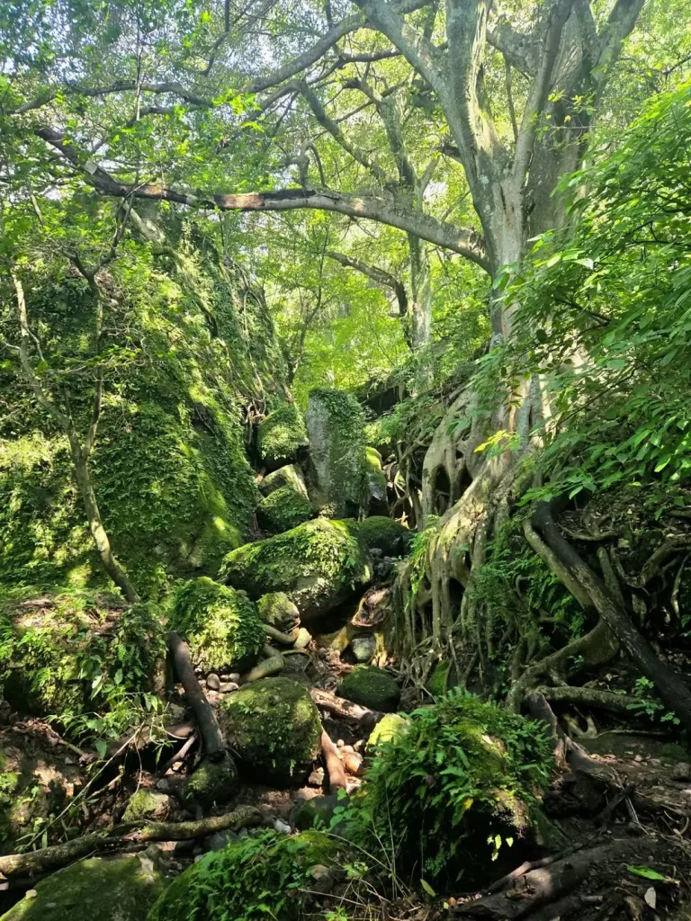 Descubre un tesoro natural escondido cerca de la CDMX en Tepoztlán, Morelos. Aprende cómo llegar, qué esperar de su ecosistema de bosque nuboso, historia de la región y consejos prácticos para tu visita en la temporada fría. ¿Te lanzas?