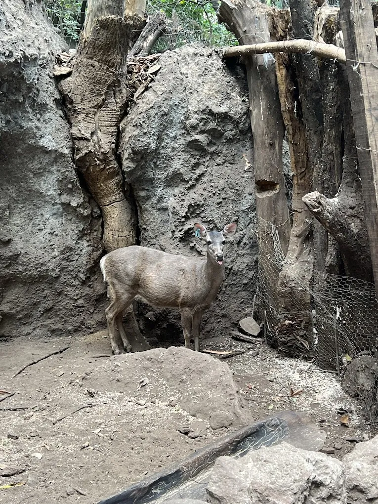 Descubre un tesoro natural escondido cerca de la CDMX en Tepoztlán, Morelos. Aprende cómo llegar, qué esperar de su ecosistema de bosque nuboso, historia de la región y consejos prácticos para tu visita en la temporada fría. ¿Te lanzas?