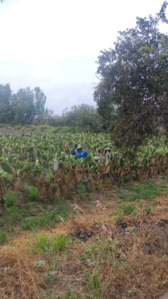 Conoce Valtierrilla, la comunidad de Salamanca, Guanajuato reconocida como Capital Mundial del Nopal, su historia, cultura, producción, tradición gastronómica y el Circuito del Nopal que ha revitalizado el turismo local.