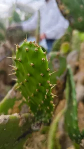 Conoce Valtierrilla, la comunidad de Salamanca, Guanajuato reconocida como Capital Mundial del Nopal, su historia, cultura, producción, tradición gastronómica y el Circuito del Nopal que ha revitalizado el turismo local.