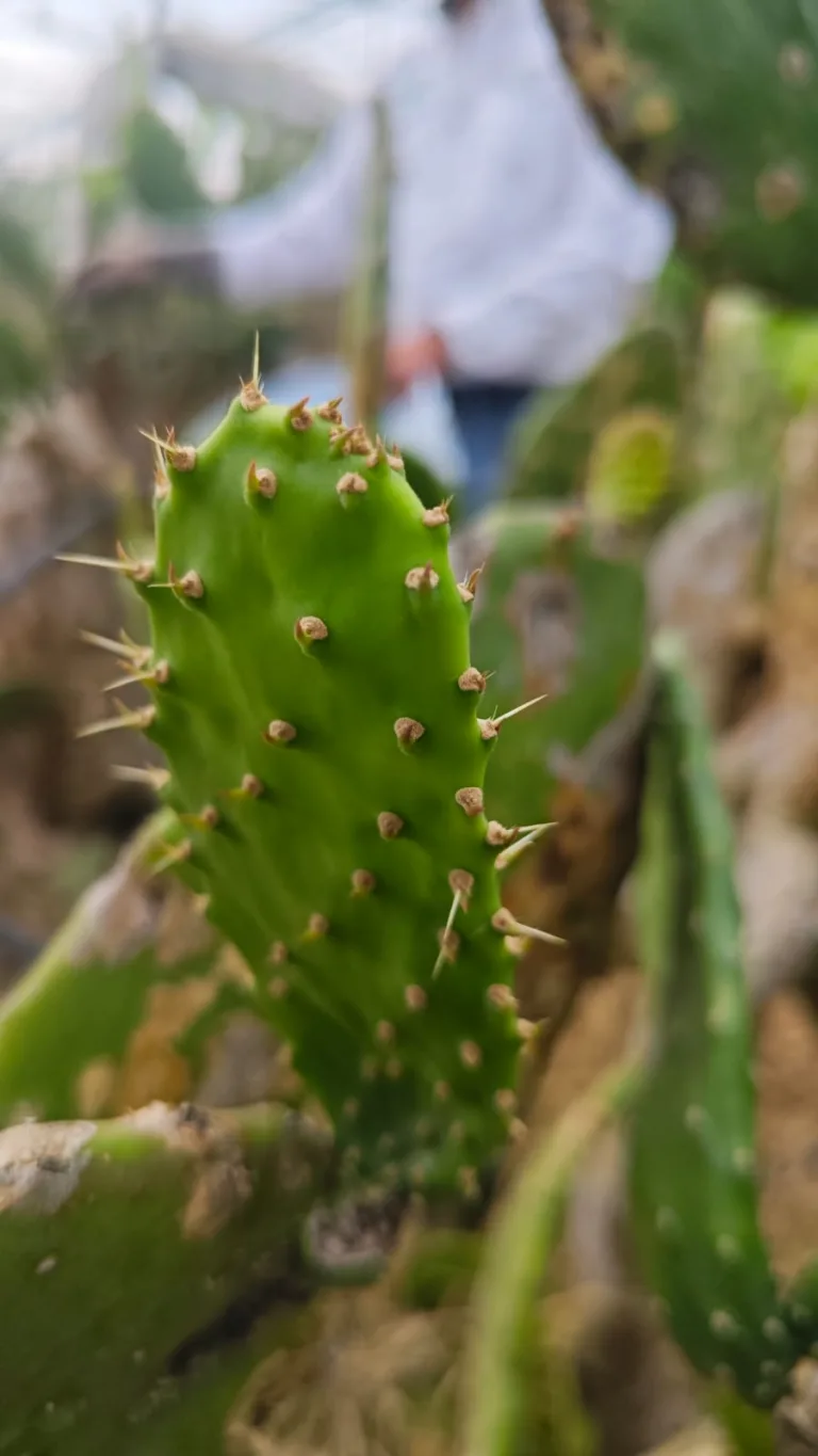 Valtierrilla, la comunidad que se ha convertido en la Capital Mundial del Nopal
