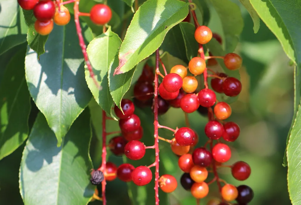 El Capulín (Prunus serotina)