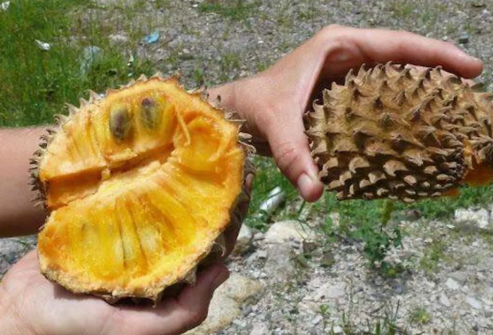 El Nanishe o Chincuya (Annona purpurea). ¿Cuántas frutas hay realmente en México? ¡Descubre los 15 tesoros ocultos que todo mexicano debe probar!