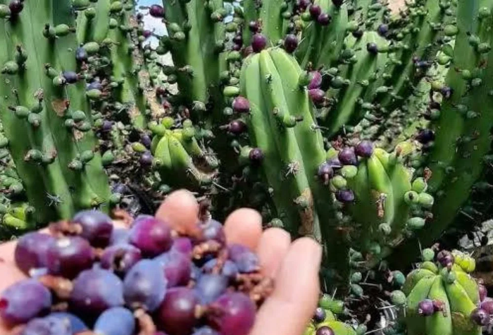 El Garambullo (Myrtillocactus geometrizans)