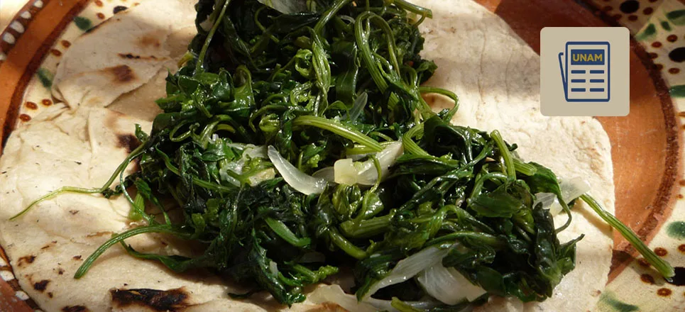 ¡Mucho más que "hierbas"! Descubre por qué los quelites son el superalimento mexicano definitivo en 2026. Conoce su historia milenaria, su asombroso valor nutricional y cómo están conquistando a la alta cocina. ¿Los has probado?