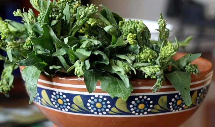 ¡Mucho más que "hierbas"! Descubre por qué los quelites son el superalimento mexicano definitivo en 2026. Conoce su historia milenaria, su asombroso valor nutricional y cómo están conquistando a la alta cocina. ¿Los has probado?