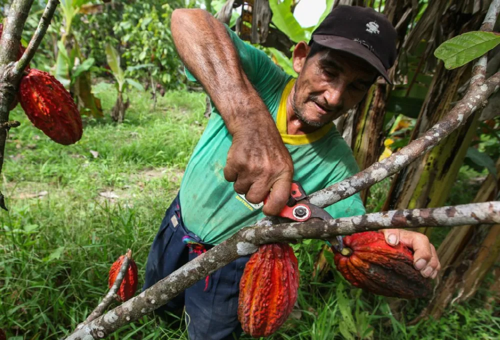 Cacao, Hacienda La Luz
