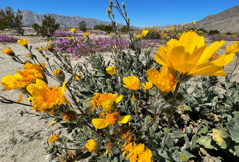 El milagro de primavera: Imperdible GUÍA para ver la floración masiva del Desierto de Sonora