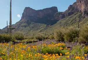 Picacho Peak State Park. El milagro de primavera: Imperdible GUÍA para ver la floración masiva del Desierto de Sonora