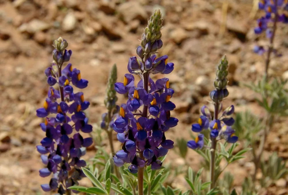 El milagro de primavera: Imperdible GUÍA para ver la floración masiva del Desierto de Sonora
