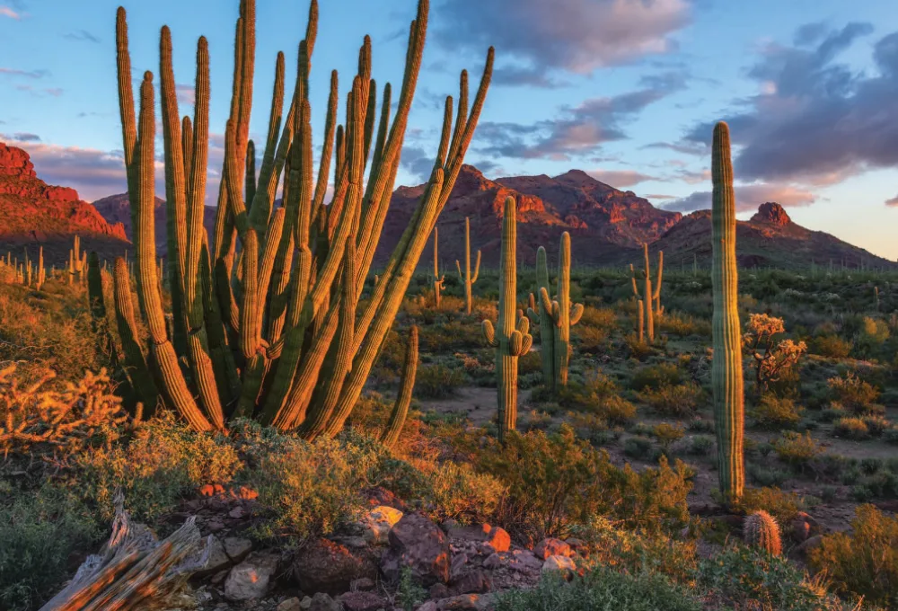 Organ Pipe Cactus National Monument