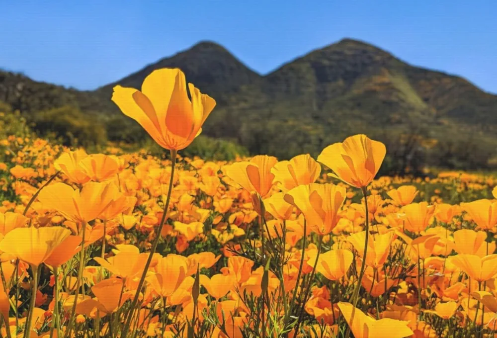 Desierto de Sonora. "Superbloom"