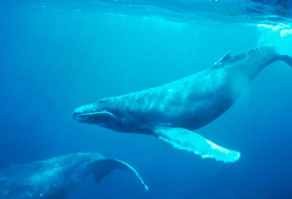 Última llamada en el Pacífico: Vive el avistamiento de ballena jorobada en Nayarit 2026 (GUÍA ética)