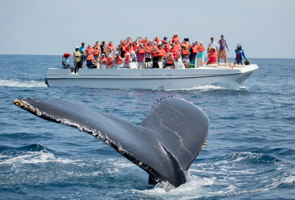 Última llamada en el Pacífico: Vive el avistamiento de ballena jorobada en Nayarit 2026 (GUÍA ética)